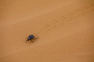 Desert Dung Beetle