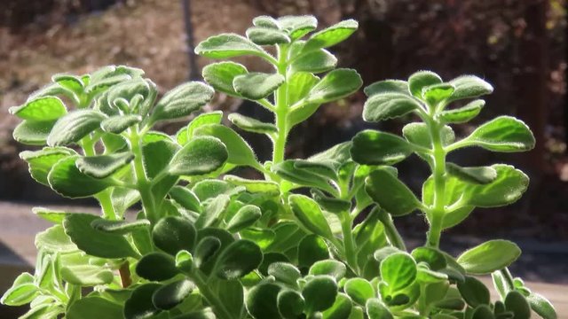 vicks plant herb 