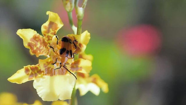 Blister Beetle on yellow flower