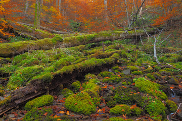 Beautiful colors of the forest in autumn. Hulski stream. Bieszczady Mountains. Bieszczady National Park.