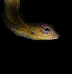 close up of a lizard