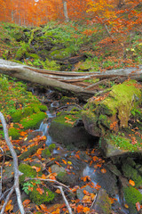 A broken tree in a wild mountain stream. Bieszczady Mountains. Bieszczady National Park.