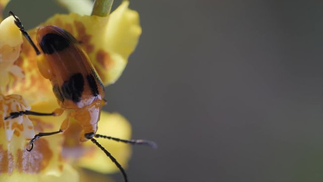 Blister Beetle on yellow flower close-up.
