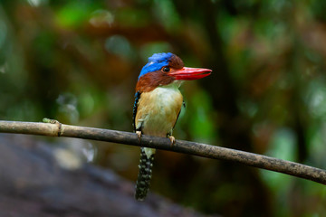 banded kingfisher (male). It is a tree bird found in lowland tropical forests of southeast Asia. It is only member of  genus Lacedo. Male and female adults are very different in plumage..