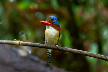 Fototapeta premium banded kingfisher (male). It is a tree bird found in lowland tropical forests of southeast Asia. It is only member of genus Lacedo. Male and female adults are very different in plumage..