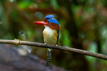 banded kingfisher (male). It is a tree bird found in lowland tropical forests of southeast Asia. It is only member of  genus Lacedo. Male and female adults are very different in plumage..