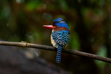 banded kingfisher (male). It is a tree bird found in lowland tropical forests of southeast Asia. It is only member of  genus Lacedo. Male and female adults are very different in plumage..