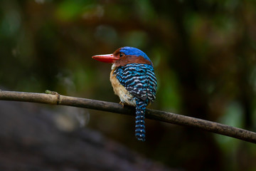 banded kingfisher (male). It is a tree bird found in lowland tropical forests of southeast Asia. It is only member of  genus Lacedo. Male and female adults are very different in plumage..