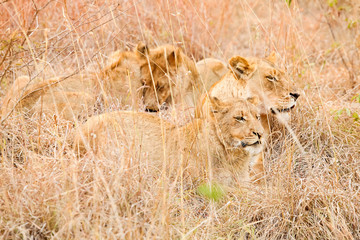  African Lion in a South African Game Reserve