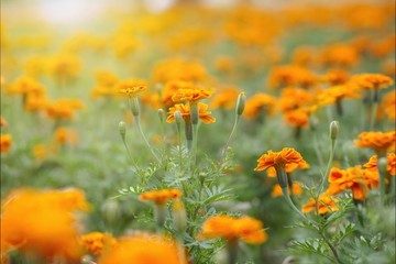 Marigold flower garden in sunrise