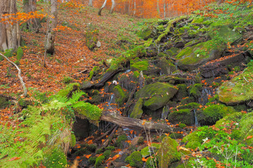 Sources of forest stream in autumn. Hulski stream. Bieszczady Mountains. Bieszczady National Park.