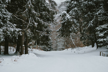 road in winter forest