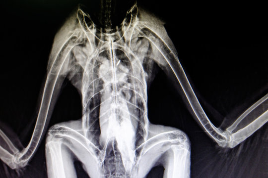 lateral x-ray film of bird