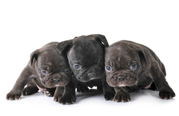 Obraz premium puppies french bulldog