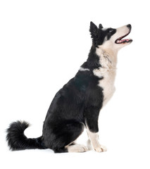 yakutian laika in studio