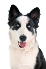 yakutian laika in studio