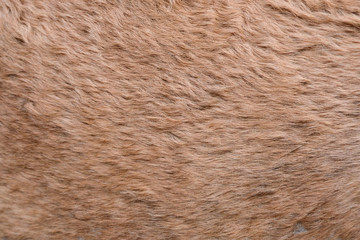 camel hair