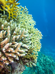 Colorful coral reef on the bottom of tropical sea, underwater landscape