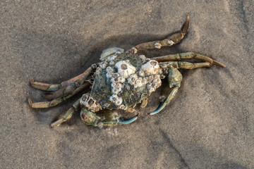 Strandkrabbe mit Seepocken