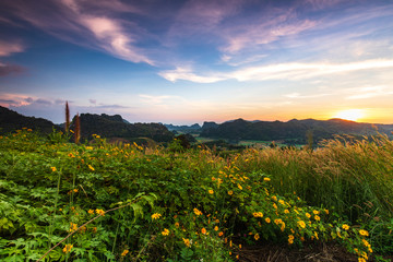 Mexican sunflower, Beautiful flower on  Phu-pa-pao, Loei province, Thailand.