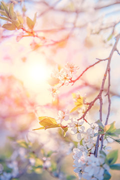 Fototapeta Spring branch with white small flowers at sunset. Background. Copy space