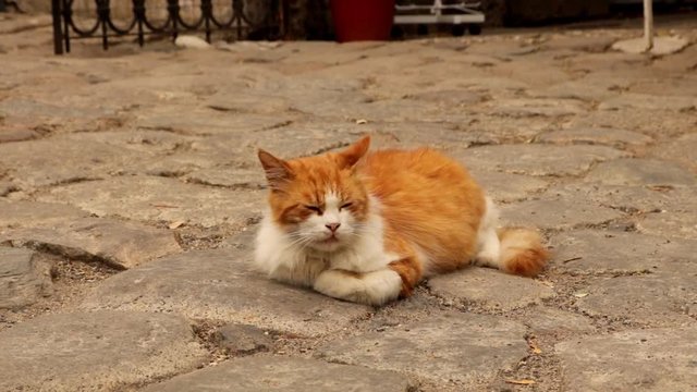 lazy ginger cat opening and closing eyes relaxing in the street