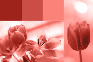 Creative collage in Living Coral color.