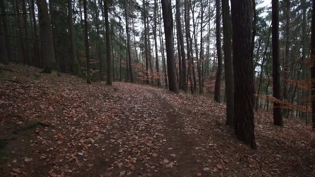 POV First person video of a forest hike in autumn downhill with leaves, trees, bushes, boles, logs, stepping over obstacles