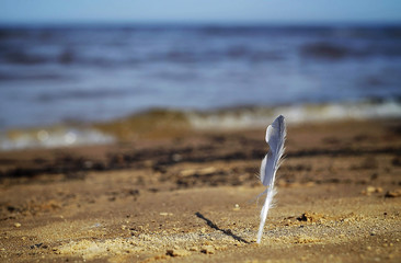 Fototapeta na wymiar feather on the beach