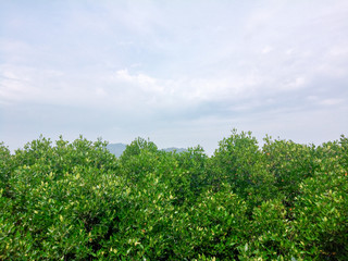 mangrove forest at Nature Wetland