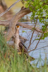 cormoran