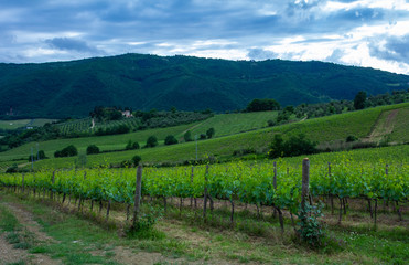 Fototapeta na wymiar Traditional countryside and landscapes of beautiful Tuscany. Vineyards in Italy. Vineyards of Tuscany, Chianti wine region of Italy.