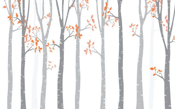 Tree Birch Background © 3rus