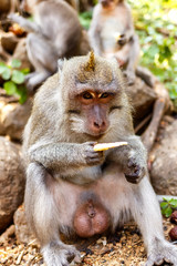 Indonesian macaques. Forest dweller. Sacred forest. Bali Monkeys. Macaca fascicularis.