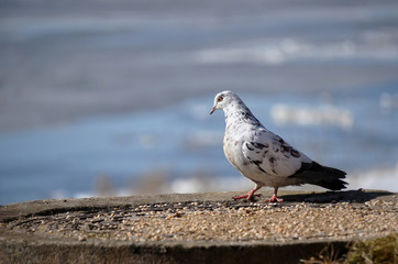 pigeon on the beach