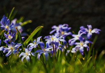 blue spring flowers