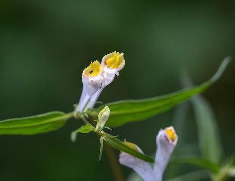 Macrophotographie fleur sauvage - Melampyre des pres - Melampyrum pratense