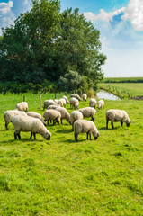 Obraz na płótnie Canvas Schafe auf einer grünen Wiese