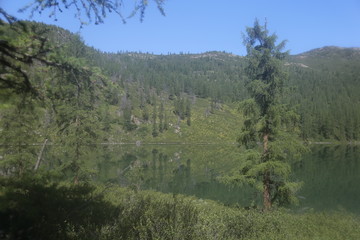 trees in mountains