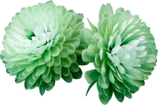 flowers isolated white-green chrysanthemum. white background  Closeup. no shadows. For design. Nature.