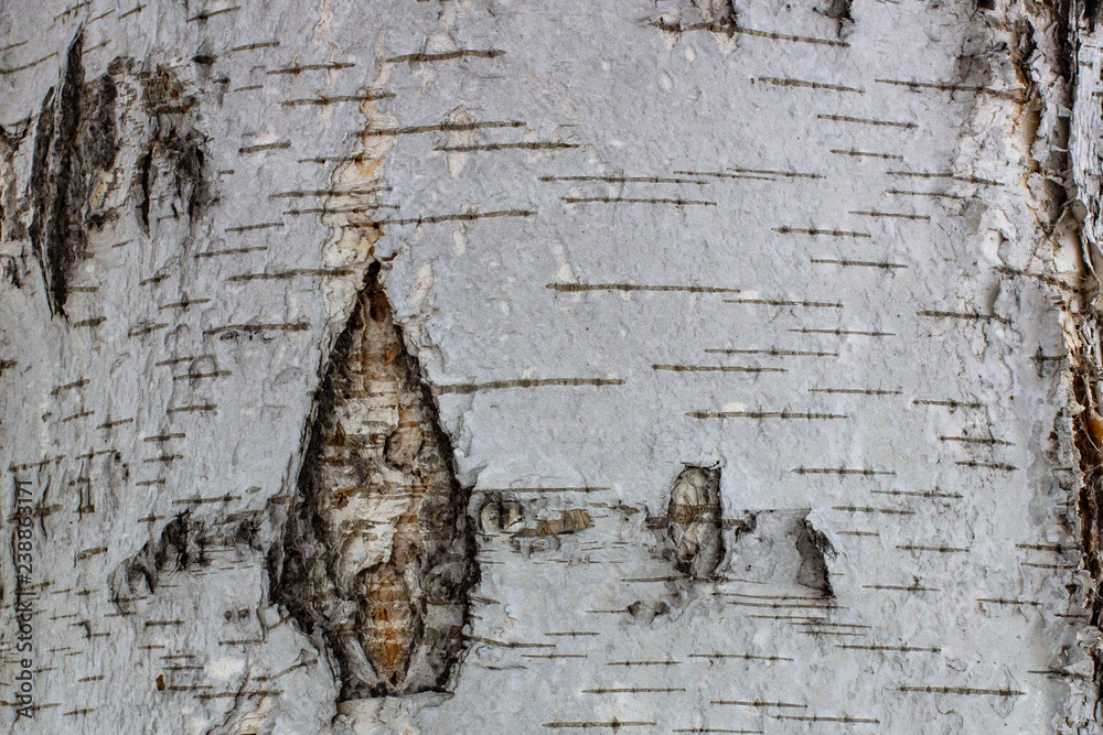 Wall mural natural background of birch bark with natural birch texture