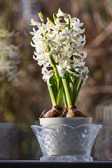 Hyacint flowers in a pot