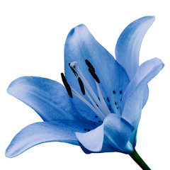flower blue lily isolated on white background. Close-up. Flower bud on a green stem.