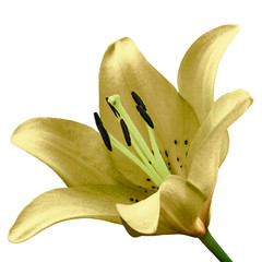 flower light yellow  lily isolated on white background. Close-up. Flower bud on a green stem.
