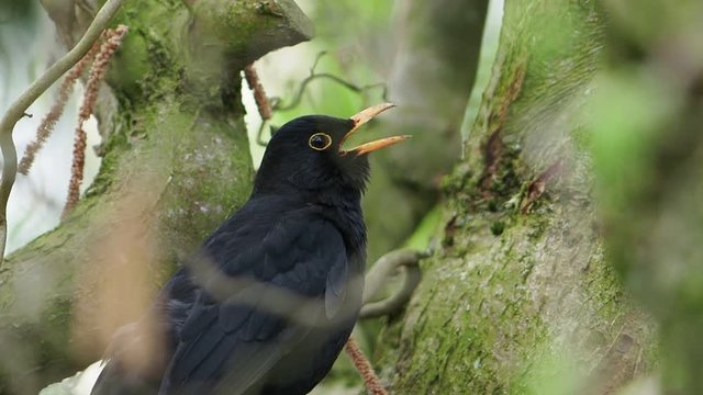 Amsel beim Singen