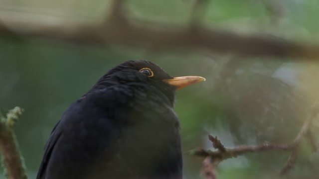 Amsel beim Singen