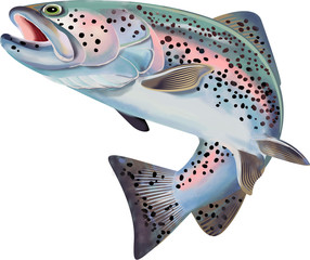 Ilustracja ryby pstrąga. Kolorowa ilustracja ze szczegółami - 238863985