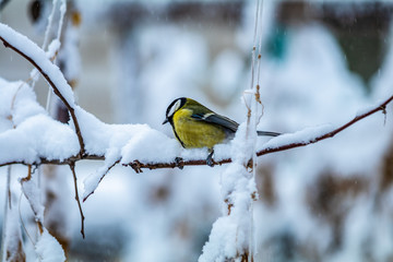 Great tit on a branch in winter gaden
