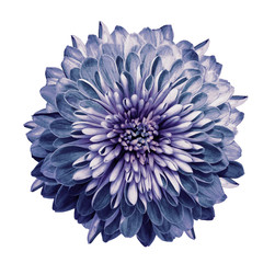 Chrysanthemum  blue-violet. Flower on  isolated  white  background with clipping path without shadows. Close-up. For design. Nature.