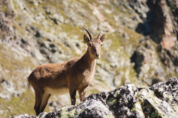 Naklejka na ściany i meble Young female alpine Capra ibex looking at the camera and standing on the high rocks stone in Dombay mountains against the rocks. North Caucasus. Russia